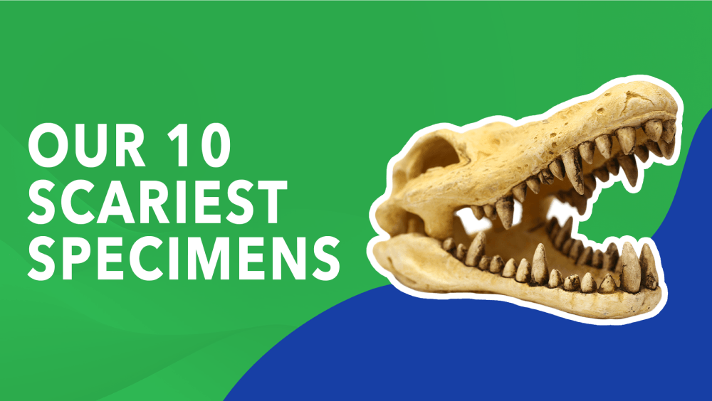 Our 10 Scariest Specimens