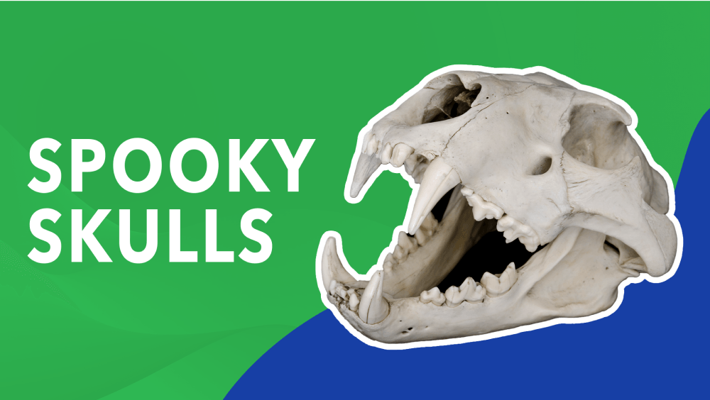 Spooky Skulls